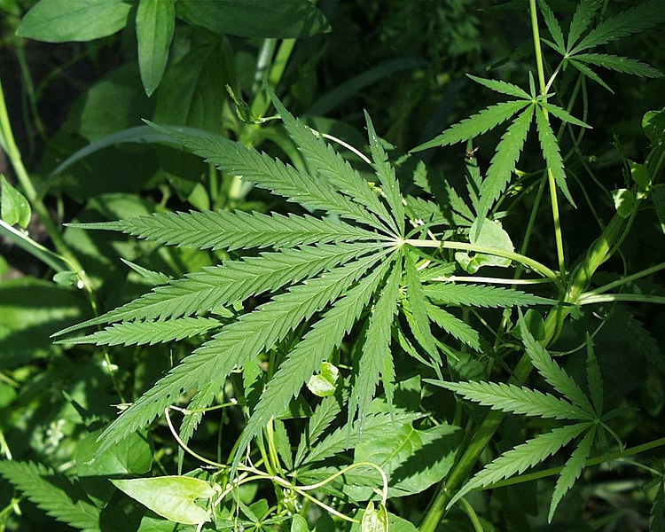 Nevada Gaming Control Board medical marijuana
