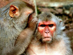 Rhesus monkey, monkey study, winning streaks