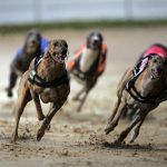 Casinos Seek Conscious Uncoupling from US Dog Racing