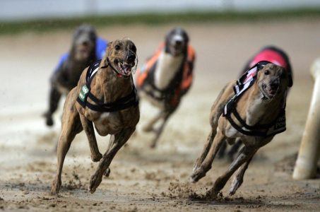 Greyhound racing is a dying sport in America