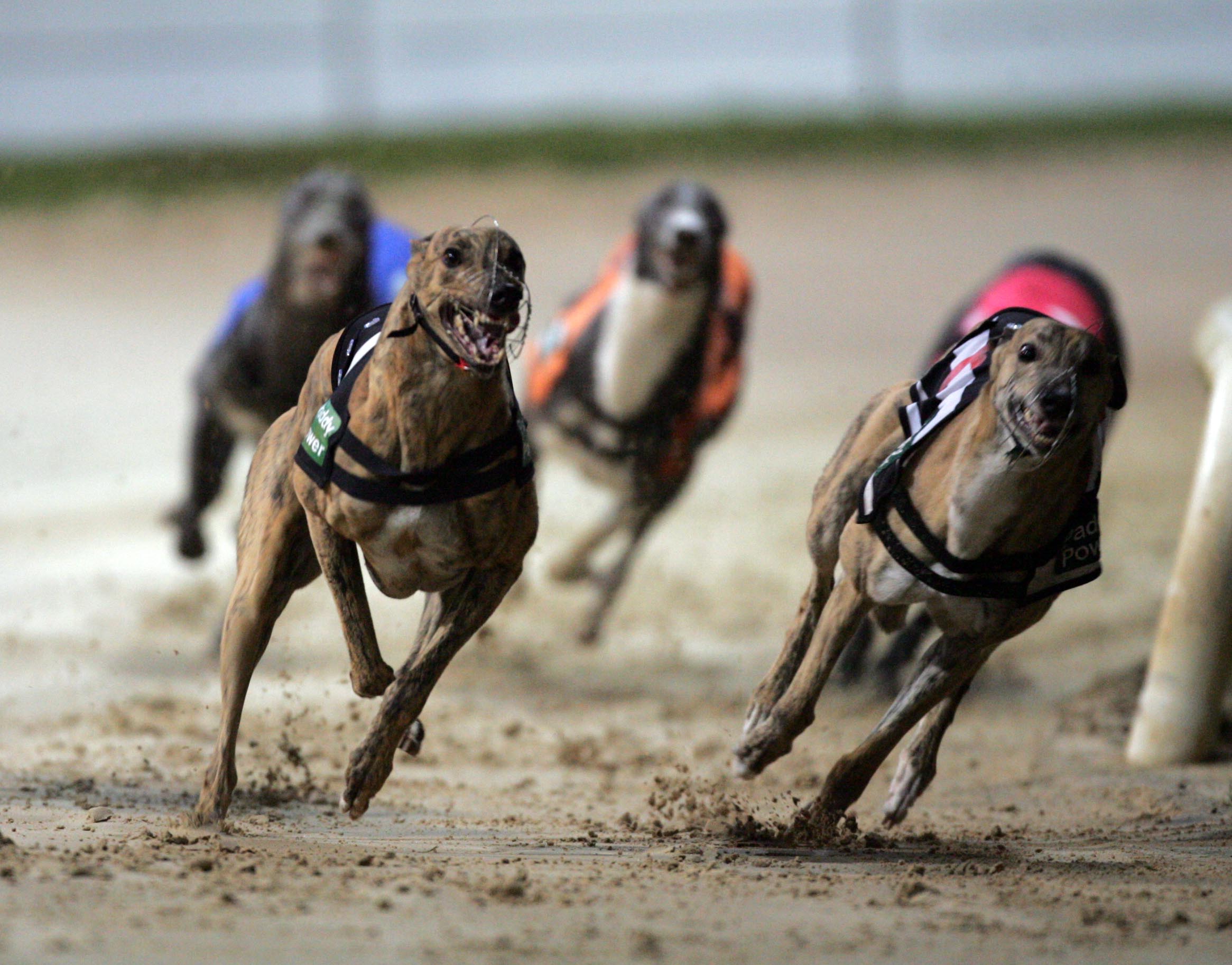 Greyhound racing is a dying sport in America