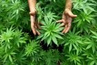 Cannabis, marijuana plant