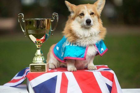 Ladbrokes corgi race royal baby