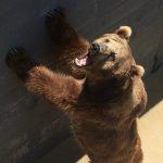 Daniel Negreanu Joins PETA in Calling on Harrah’s Cherokee to Close Bear Zoo, But Animal Rights Group Has Its Own Ethical Issues