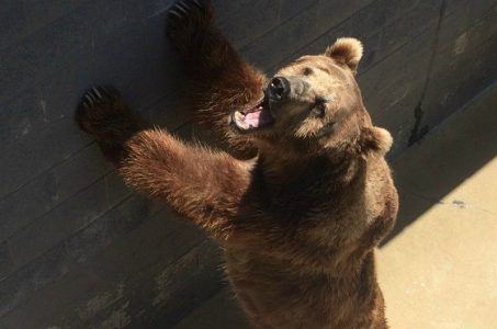 Cherokee Bear Zoo Daniel Negreanu PETA