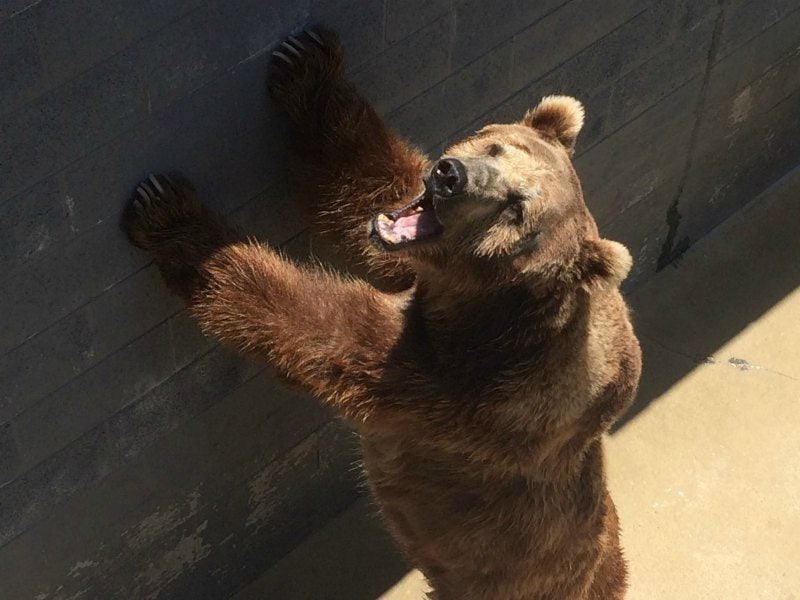 Cherokee Bear Zoo Daniel Negreanu PETA