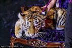Tiger cub heavily sedated Tigre de Cristal Russia casino opening