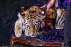 Tiger cub heavily sedated Tigre de Cristal Russia casino opening
