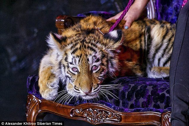Tiger cub heavily sedated Tigre de Cristal Russia casino opening