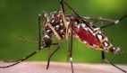  Brazil Summer Olympics Zika virus