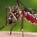 Brazil Summer Olympics in Jeopardy from Spread of Zika Virus