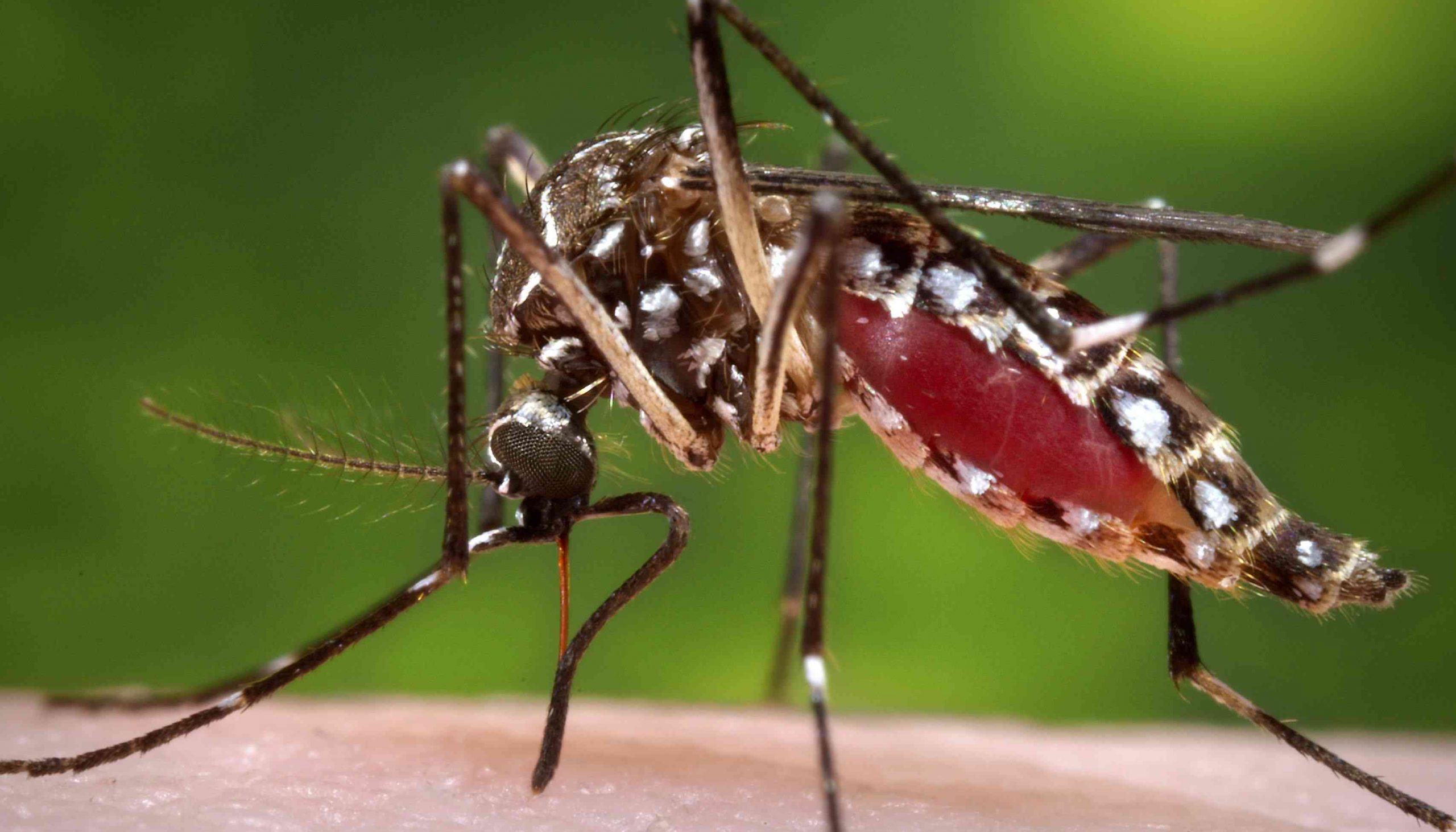 Brazil Summer Olympics Zika virus