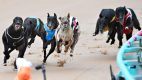 New South Wales bans greyhound racing