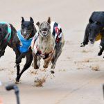 New South Wales Bans “Cruel” Greyhound Racing Industry