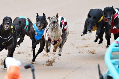 New South Wales bans greyhound racing