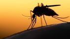 Zika virus good for business in Vegas 
