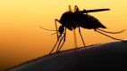 Zika virus good for business in Vegas
