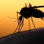 Zika Virus a Boon to Vegas, Says MGM