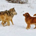 Wolves Would Make Better Gamblers Than Dogs, or At Least Take More Risk