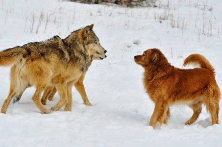 wolves dogs gamblers risk aversion