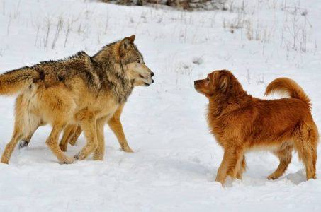 wolves dogs gamblers risk aversion
