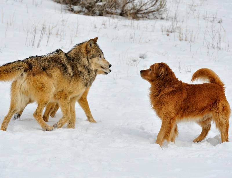 wolves dogs gamblers risk aversion