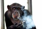 casino chimp John Russia alcohol cigarettes