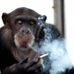 Former Casino Chimp Dies Young Due to Alcohol and Cigarettes