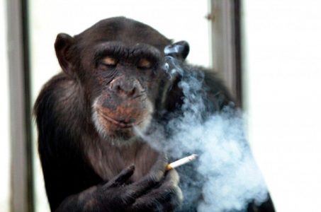 casino chimp John Russia alcohol cigarettes