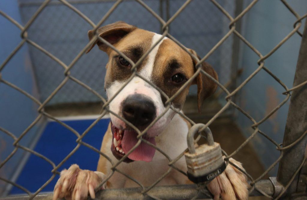 New York SPCA Shelter Exec Sentenced for 600K Theft from