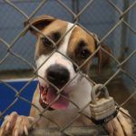 Gambling Addiction Behind New York Animal Shelter Exec’s Theft of $600K From SPCA