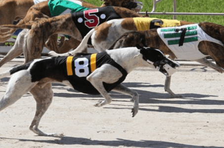 Florida gambling bill could lead to greyhound racing ban