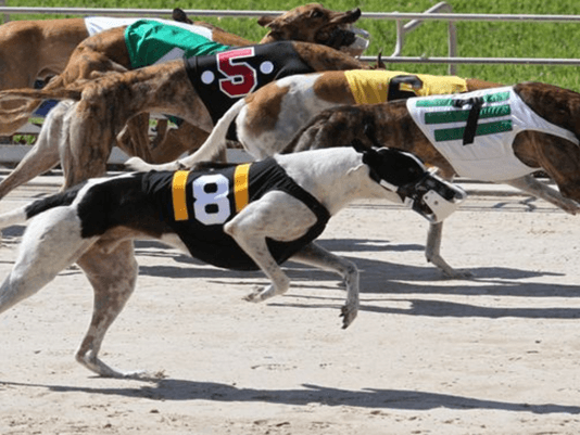 Florida gambling bill could lead to greyhound racing ban