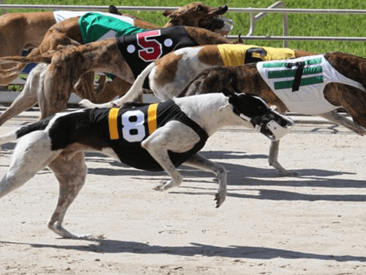 Phoenix Reserves Contenders: Greyhound Racing's Elite Prepare For Match  Race Battle