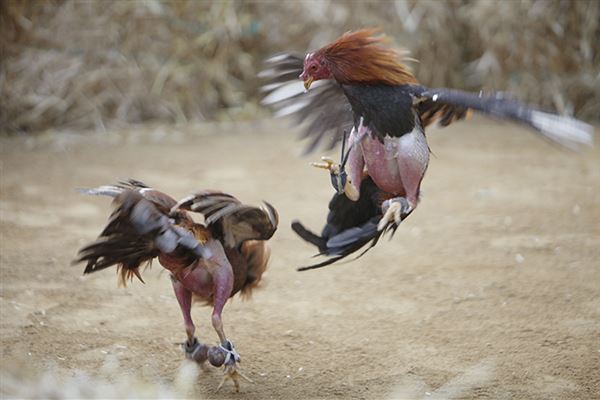 Police bust biggest cockfighting ring in US