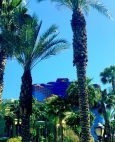 Rio Legionnaires breakout WSOP 2017