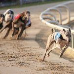 Florida Regulators Allow Magic City to Ditch Dog Racing in Landmark Ruling