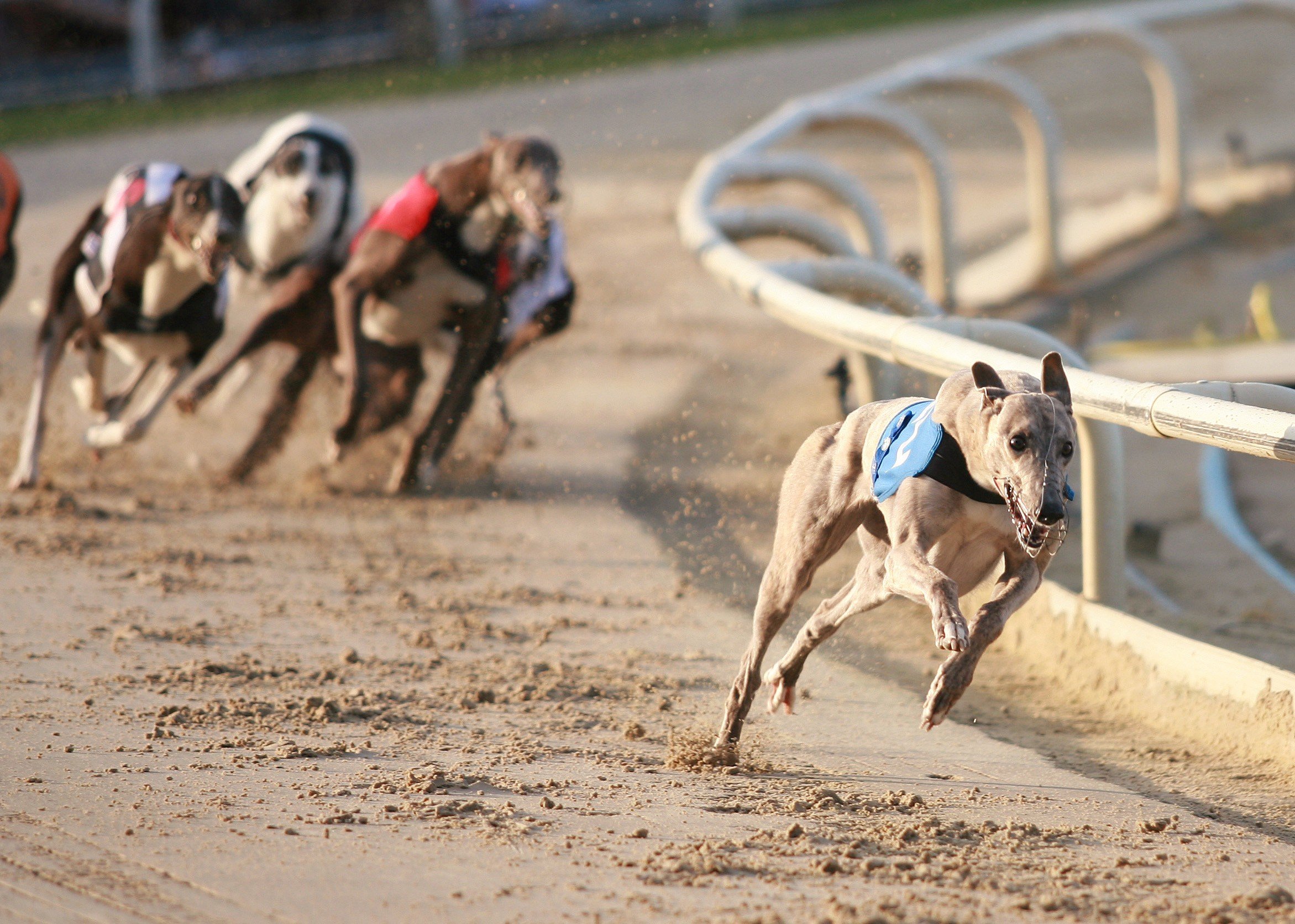 Greyhound Dog Racing
