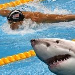 Is Michael Phelps Faster Than a Great White Shark? Oddsmakers Say No