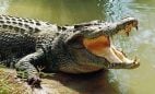 Crocodile-based gambling research wins Ig Noble award