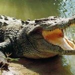 Gambling Study That Asked Participants to Cuddle Live Crocodiles Wins ‘Ig Nobel’ Prize 
