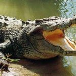 Gambling Study That Asked Participants to Cuddle Live Crocodiles Wins ‘Ig Nobel’ Prize 