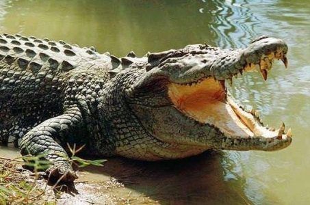 Crocodile-based gambling research wins Ig Noble award