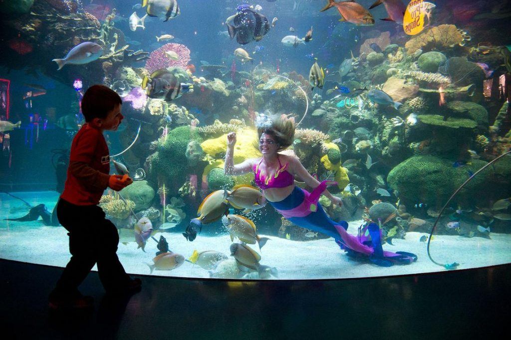 Hackers Stole Las Vegas Casino High Roller Database Via Its Fish Tank