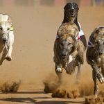 Florida Greyhound Racing Association Moves to Have Dog Racing Ban Struck from Ballot
