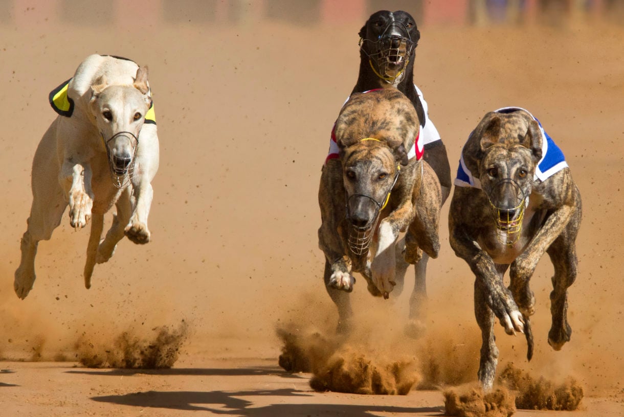 Florida greyhound racing