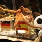 World Cup Winner Predictions by AI Machine Learning Computer at Odds with Bookies