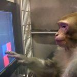 Gambling Monkeys Shed New Light on Part of Primate Brain Responsible for Risky Behavior