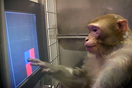 Gambling monkeys like big bets, study finds