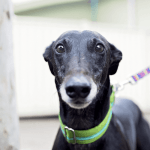 Florida Overwhelmingly Votes to Ban Greyhound Racing